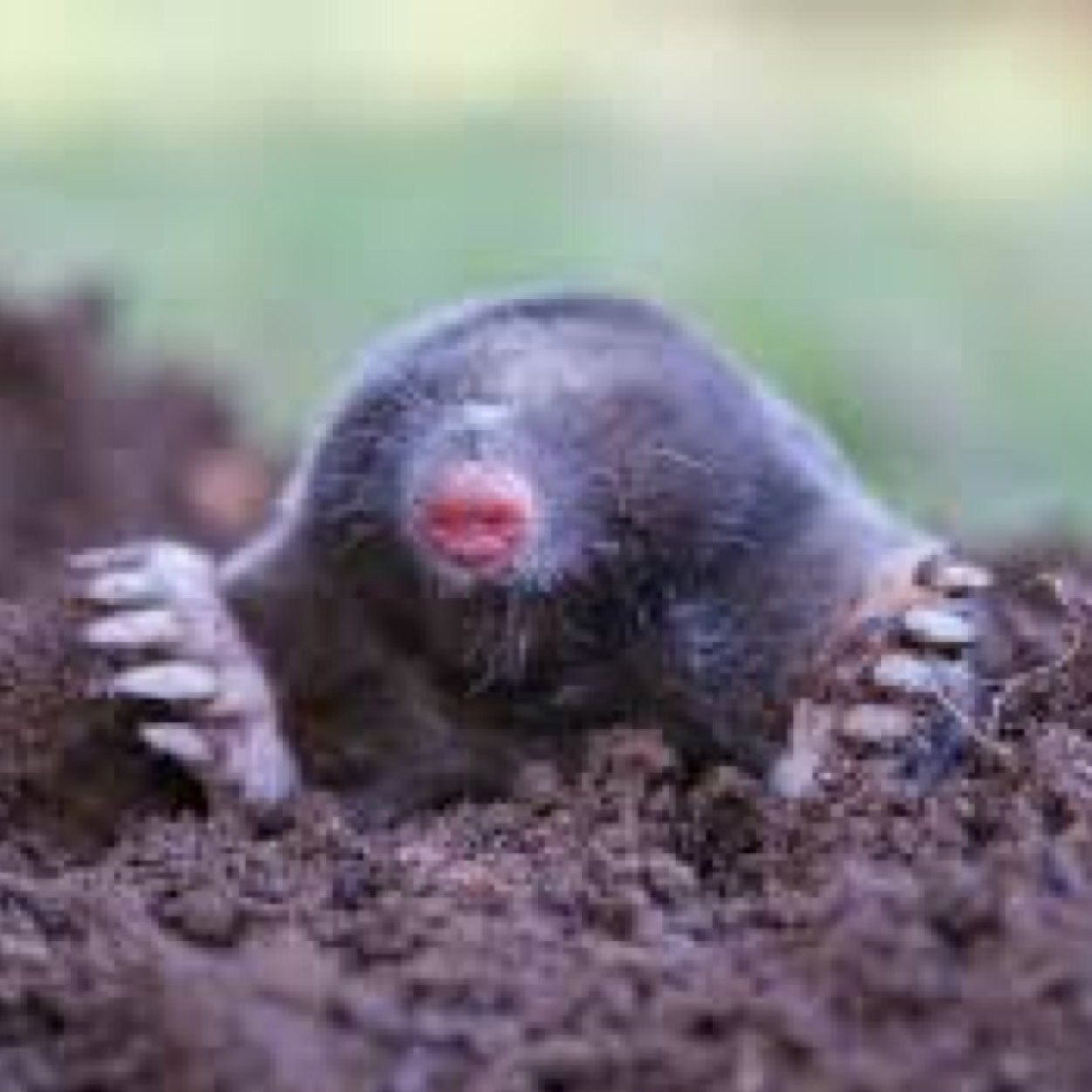 skifreshpowed's profile picture. i luv: MY family • • rd&mtn biking • 2A • Skiing fresh pow • 4wds • Libertarian leaning GreenTeaPartier