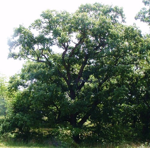 Certified Arborist & professional volunteer
Neighborhood Revitalization Specialist