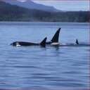 Campbell River - @CampbellRiverCA - Twitter