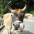 animalsofindia's profile image