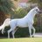 sultanalsharary's profile image