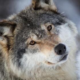 greysane's profile picture. 