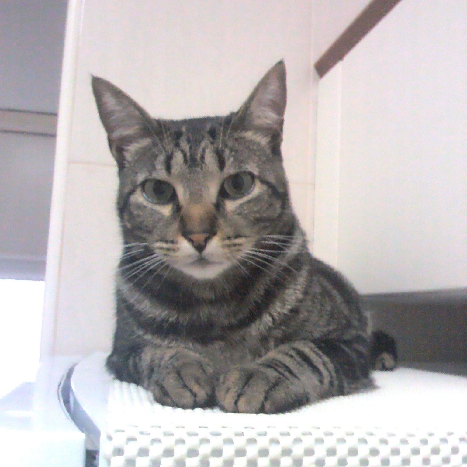 AdelinoSantos99's profile picture. 