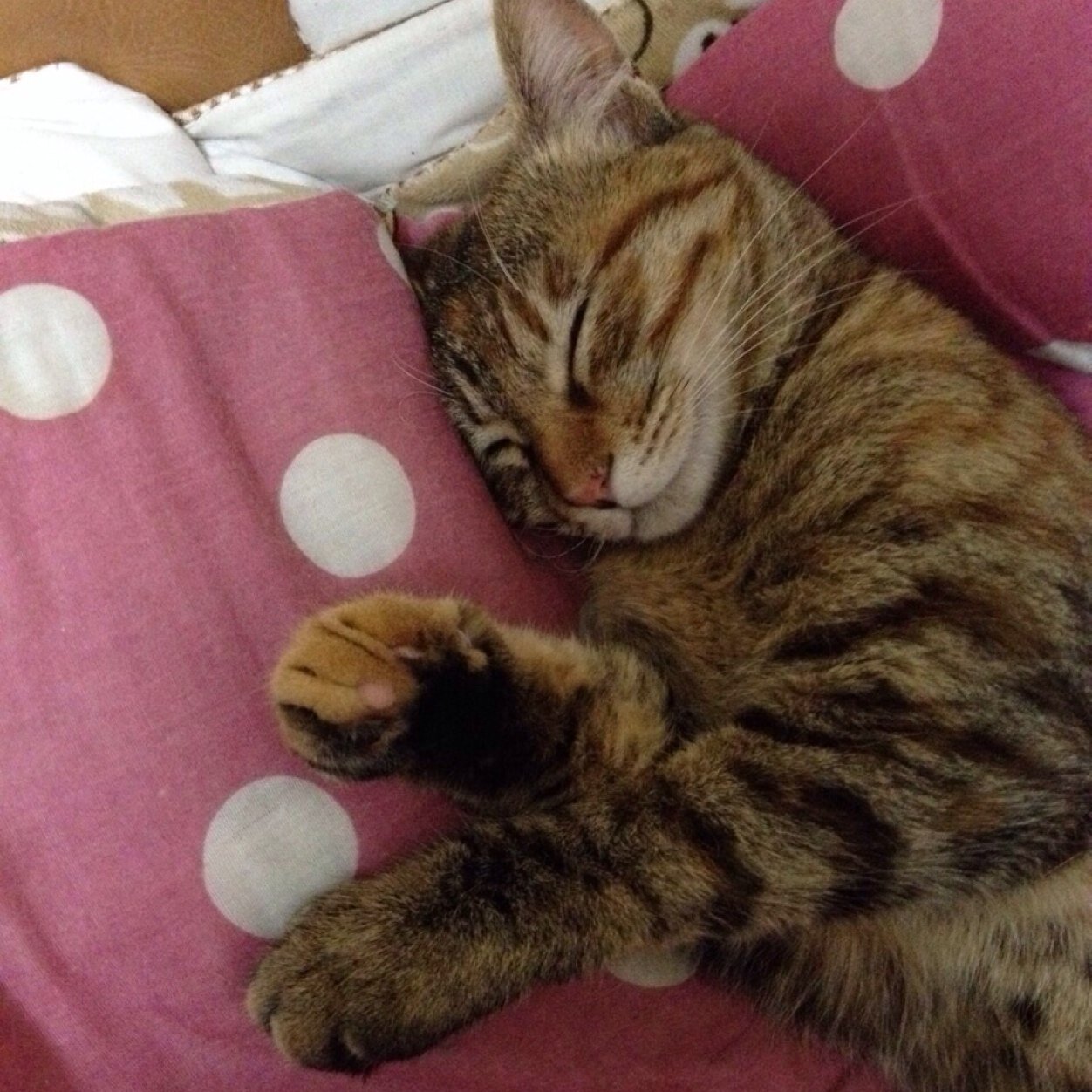 友部 31前期 …5 ねねちゃん