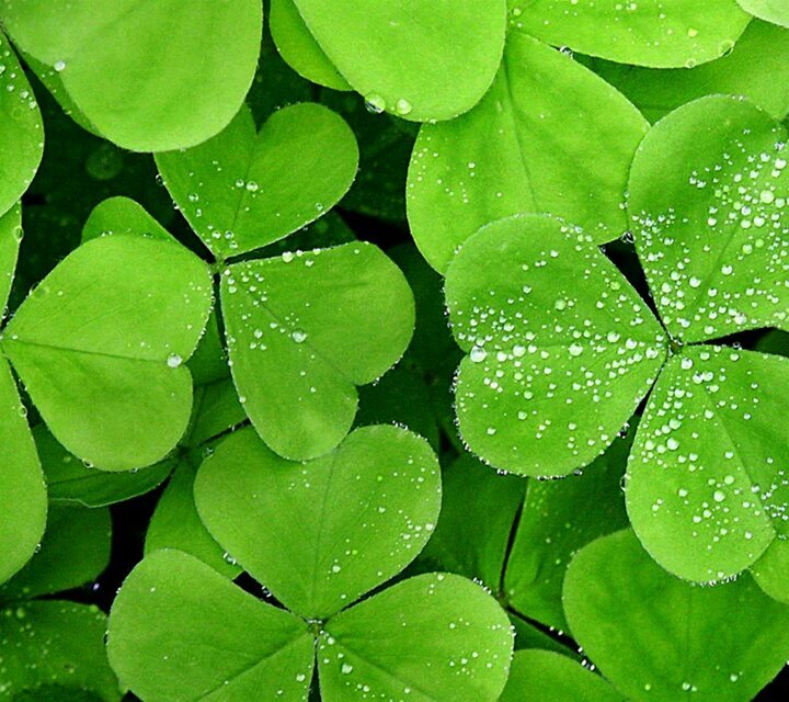 shareHoms's profile picture. 