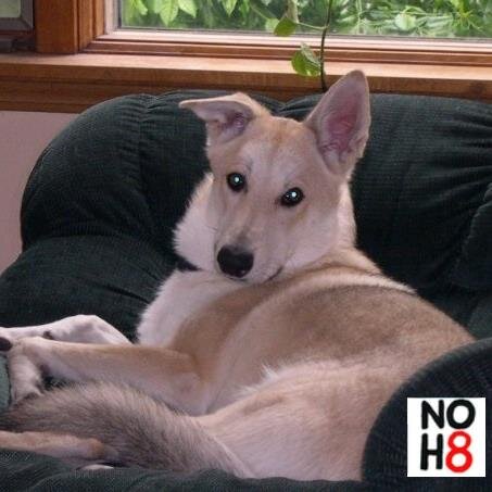 fae_spirit_wolf's profile picture. 