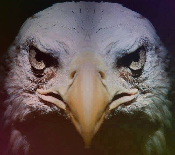 Burada sadece BEŞİKTAŞ konuşulur!