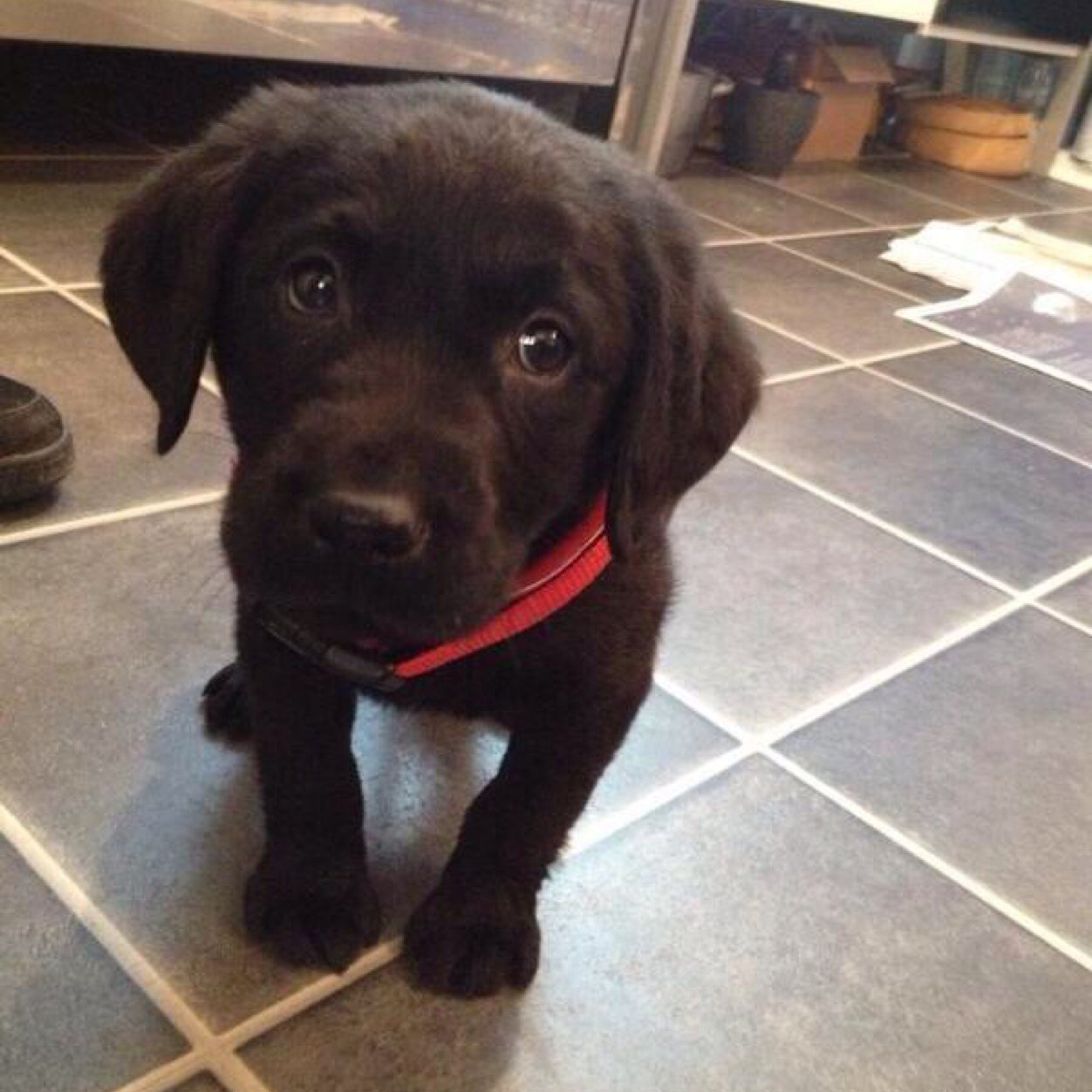 WeLoveDogs_1's profile picture. Follow us if you're as obsessed with dogs as we are!!