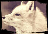 PLSR Member, Part of the elite team for PLSR. We're on Xbox 360, if you're in the mood for some gb's or scrims hmu at PLSR x Fox.