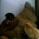 C. Hartt 13MoonsFarm (@13MoonsFarm) Twitter