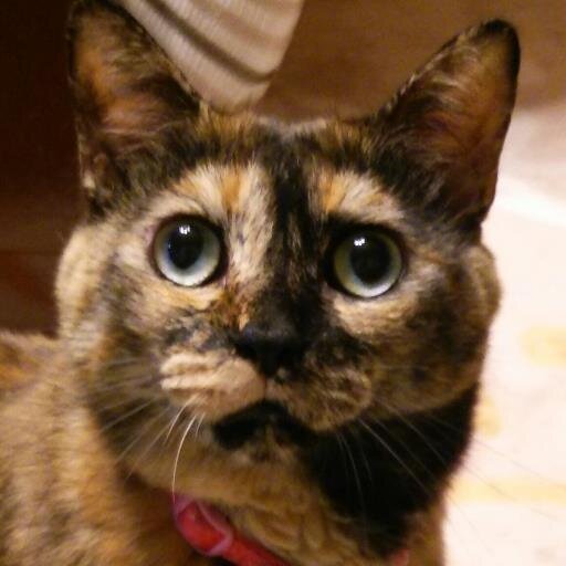 ふうきさんのプロフィール画像
