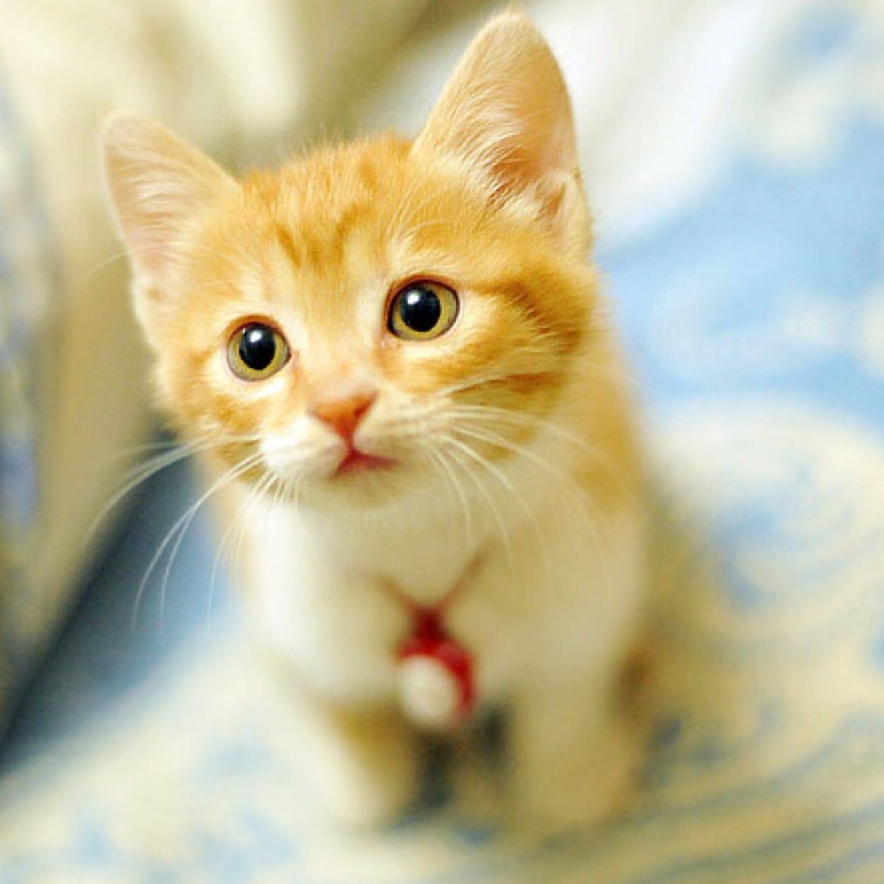 Everyone loves cute cats, puppies and every other cute animal, right? Well you'll find them all here :)