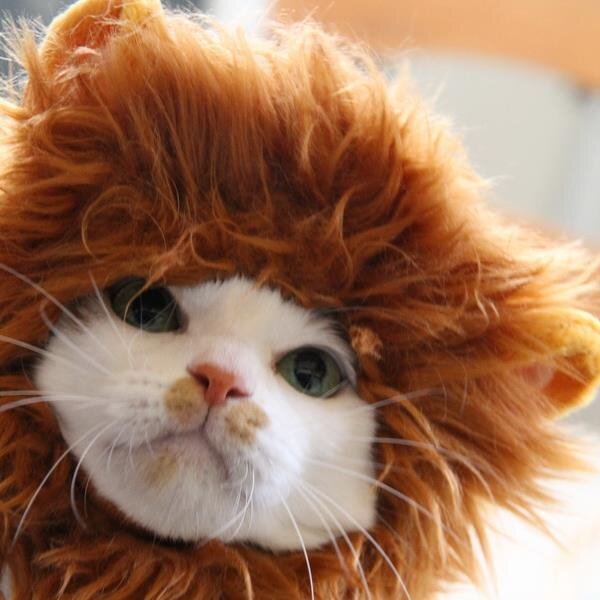 マメ Ｋ　病障害猫預かりボランティアさんのプロフィール画像