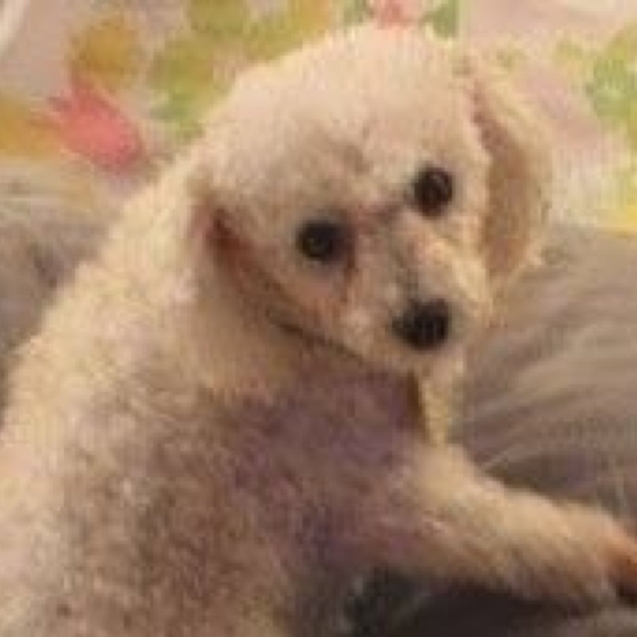 AFFORDABLE PET SERVICES: Pet Sitting/Boarding, Dog Walks, Pet Taxi, Baths, Nail Trims & MORE! INSURED. FREE CONSULTS! PRICE MATCHING/PROMOS/COUPONS. XLNT REFS!