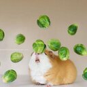 Isabelle Nicolas - @izzy_tn - Twitter