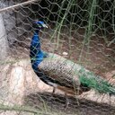 lacy Spice - @lacy_spice - Twitter