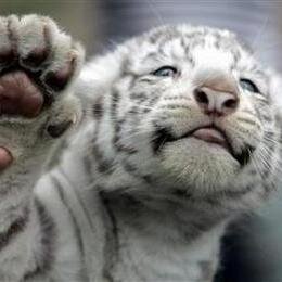 #Fangelic ~ 14 Year Old Kitten Lover ~ Scene Upcomer ~

Follow me, and I'll #FollowBack