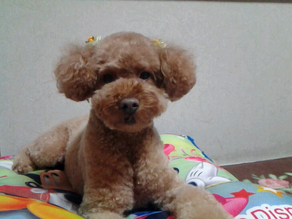 KATSU0505's profile picture. 趣味は弓道。音楽や映画が好きです。 愛犬のトイプードルはココアちゃん。 お酒が好きで日本酒とワインは最高！