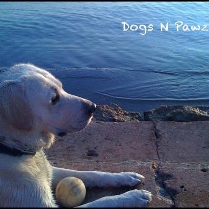 Three dogs, a grand dog and two fur angels.  They all are my very special fur babies   Check them out at http://t.co/96y5hmsh3m and see what they are up to!
