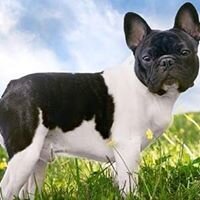 Dog Handler, breeder of French Bulldogs