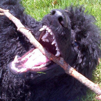 WinnieKS1's profile image