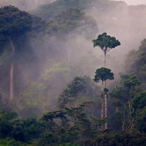 Highlighting #forest & #biodiversity policy solutions that work. Sharing ideas at our next parliamentary hearing in Nairobi, Kenya through @good_policies