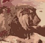 BigBarbaryCat's profile picture. Thoughts of Dr Simon Black, Lecturer in Conservation Science DICE, University of Kent: conservation, ecology, human wildlife conflict, reintroduction, genetics.