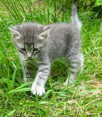 Gray,small & sweet tom. Heart broken. 8 moons. Siblings : Tiger,Pantherpaw,Rosekit Mum : DawnClaw Dad : Shadowstar Crush: @Tigerkit_Rain Kits: Scarkit.