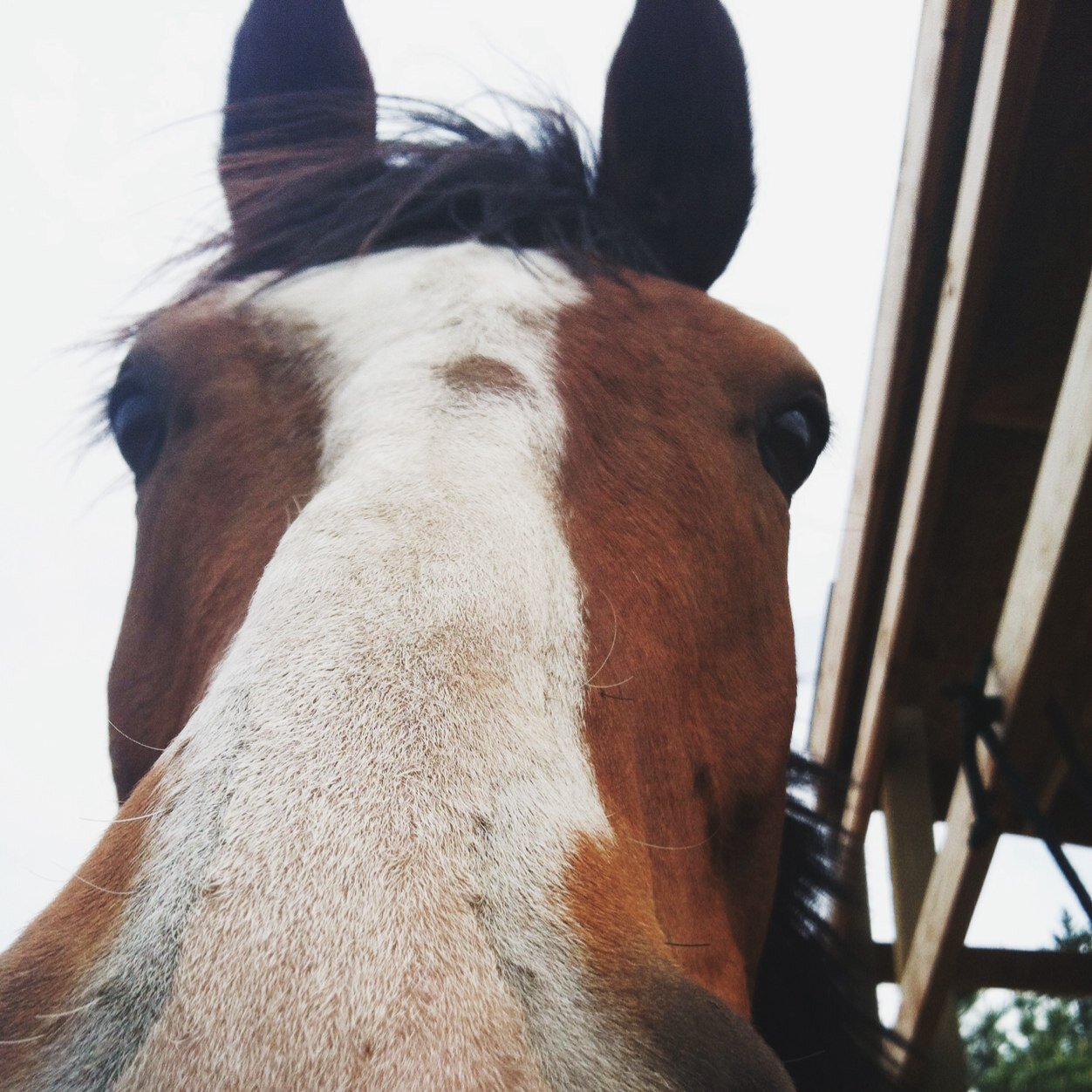 Just another girl whose horse crazy sharing her story with a beautiful mare named Mary