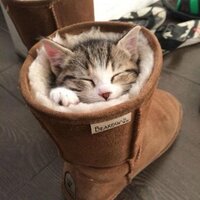 WikiCat's (@wiki_cats) 's Twitter Profile
