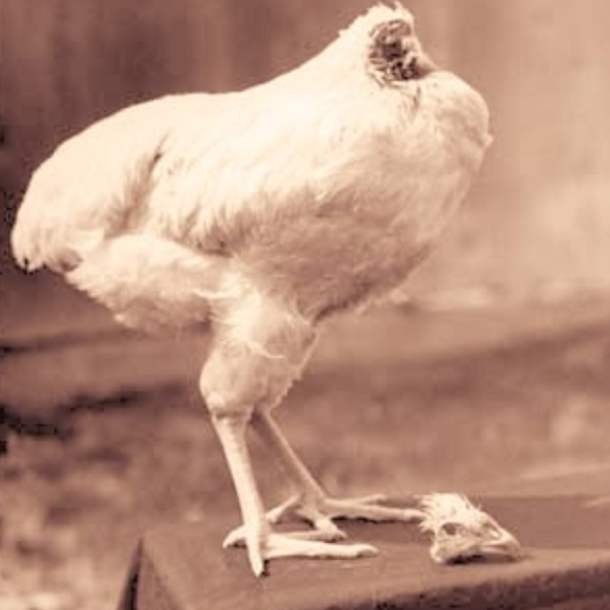 ChaddeMarshale's profile picture. 