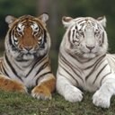 dylan webster - @djwebstar03 - Twitter