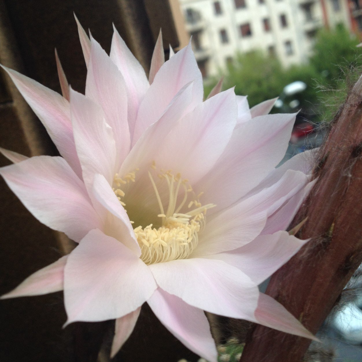 anna maria carbognan