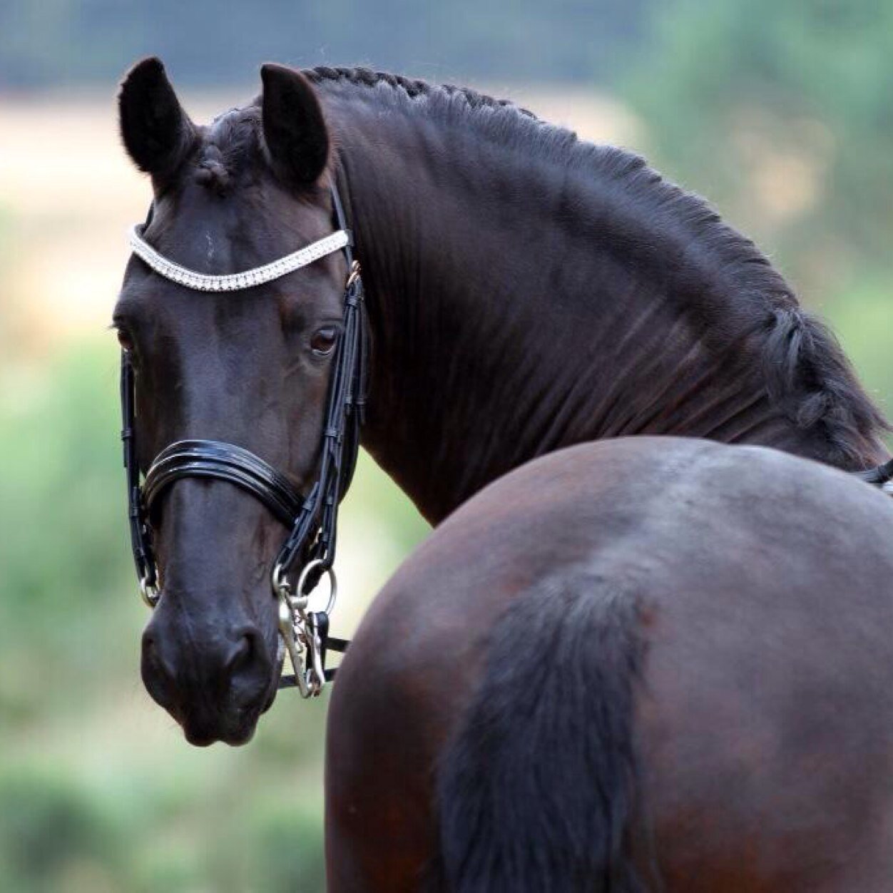 R.I.P Arie, Ayla, ik mis jullie rust zacht allerliefste