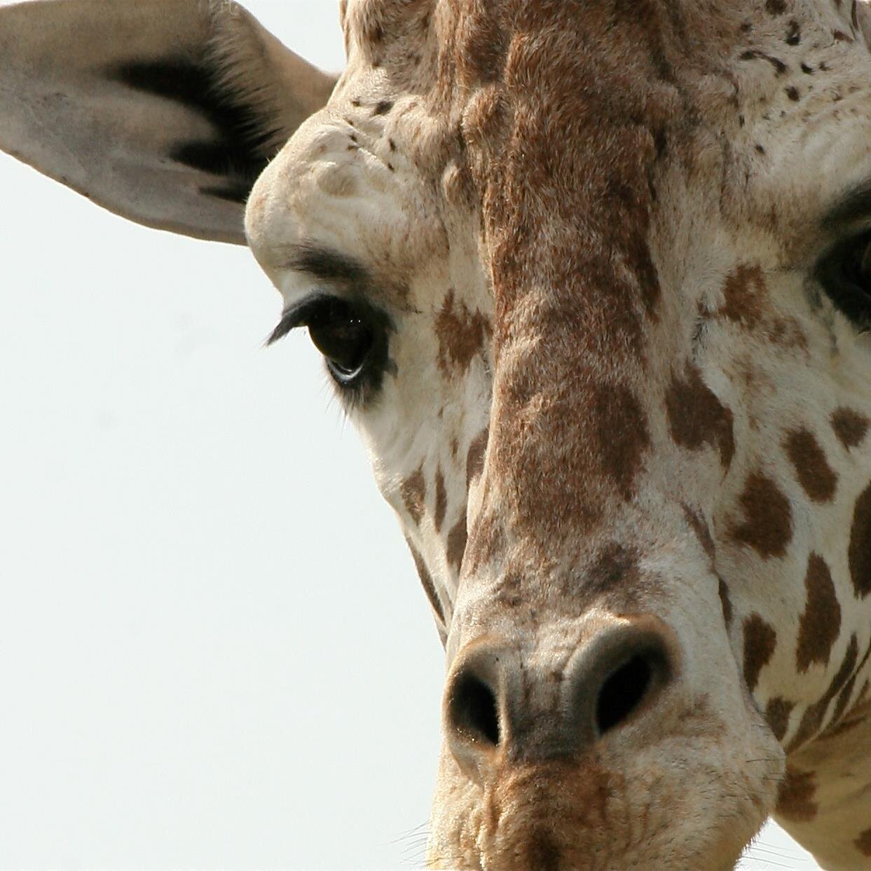 Best Little Zoo in Texas!