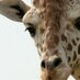 Frank Buck Zoo (@frankbuckzoo) Twitter profile photo Frank Buck Zoo (@frankbuckzoo) Twitter profile photo