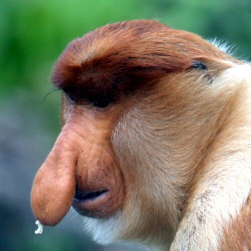 ElVrijgezel's profile picture. Je herkent mij aan mijn neus