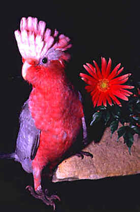 cacatua103's profile picture. 