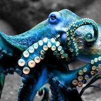 Octopus (@octopus) 's Twitter Profile