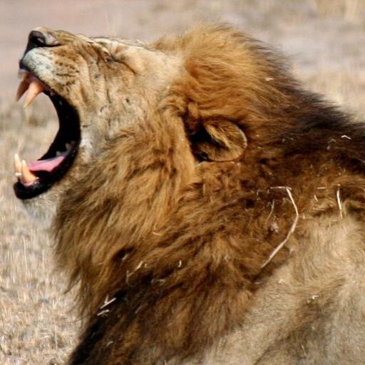 Passionate about conservation. Hunting is a integral part of it... #RaakSkoot!