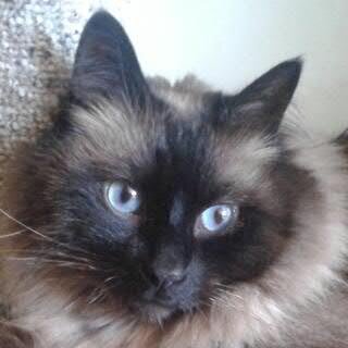 AlexsCatPoems's profile picture. 