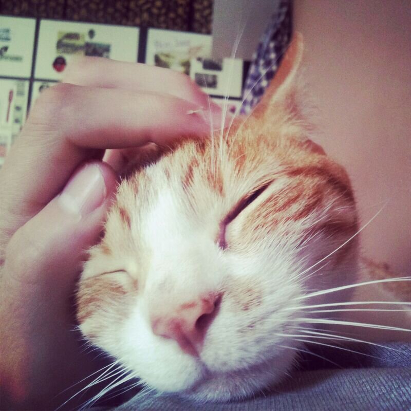 los gatitos más amorosos de la red