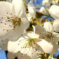 GTVtraversecity's profile picture. 