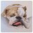 WinstonBulldog's profile image