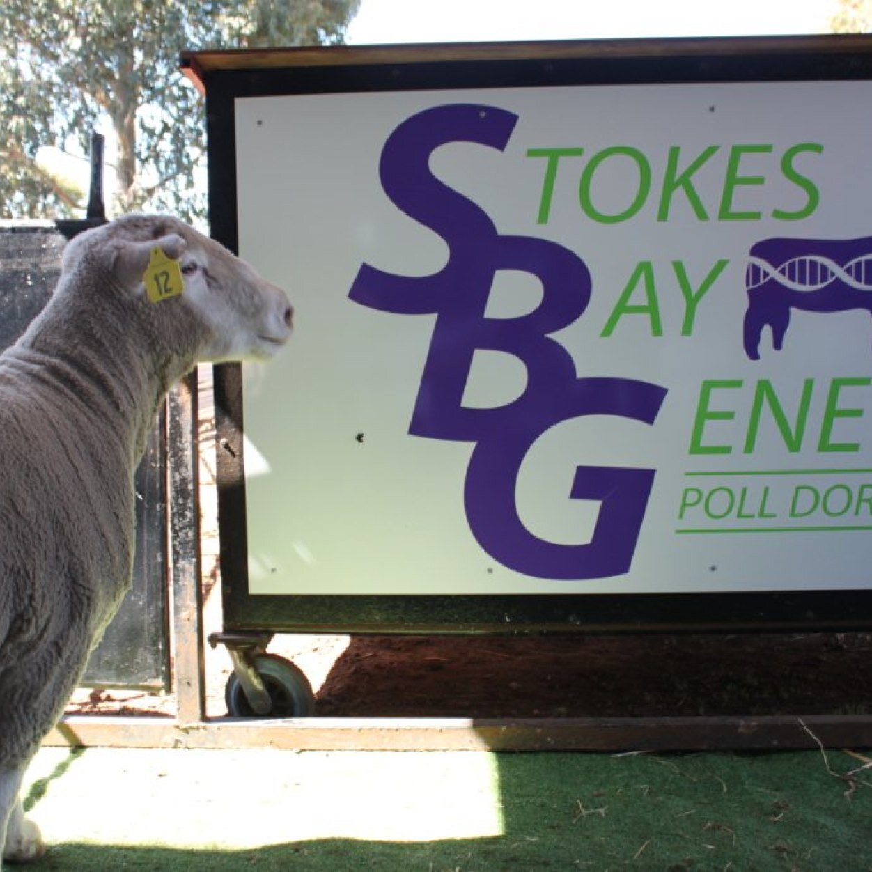 Stokes Bay Genetics Poll Dorset Stud #4500, Poll Merino Stud, UltraWhite Stud #7, Murray Grey Cattle, Located Kangaroo Island, South Australia