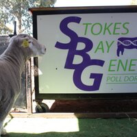 Stokes Bay Genetics (@mickystanton) 's Twitter Profile