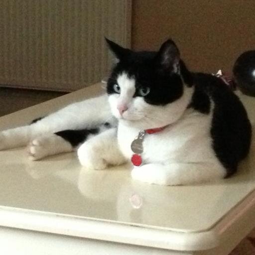 No cat should have to live like this.

RP 21+