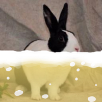 yayoi (@yayoi) 's Twitter Profile