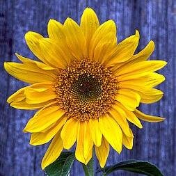 TruthTuesdays's profile picture. 