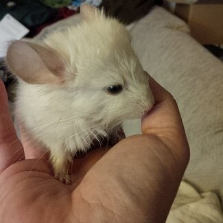 jasperthechin's profile picture. I am a baby chinchilla who just had a leg amputated. I have 3 legs and this is my journey while I stay at the Canadian Chinchilla Rescue!